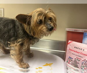 Mutt Dogs for adoption in Martinez, CA, USA