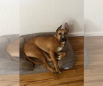 Small #4 Boxer Mix