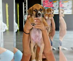 Small #2 Mutt