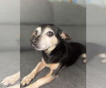 Small #2 Chihuahua Mix