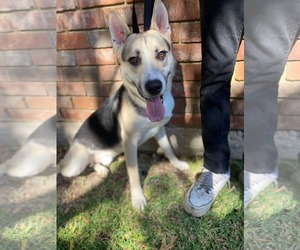 Mutt Dogs for adoption in Dallas, TX, USA