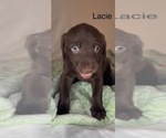 Small #2 Labradoodle