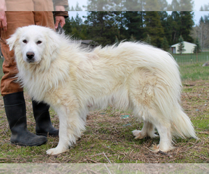Mother of the Great Pyrenees puppies born on 10/18/2023