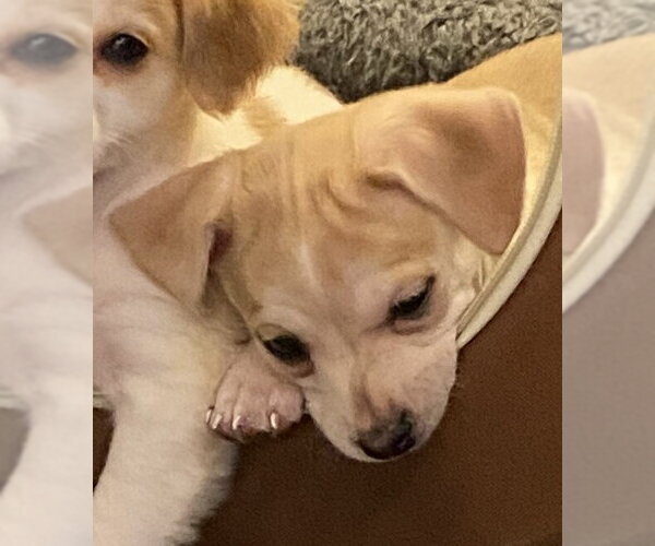 Medium Photo #3 Beagle-Unknown Mix Puppy For Sale in New York, NY, USA