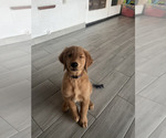 Small Photo #34 Golden Retriever Puppy For Sale in ORLANDO, FL, USA