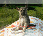 Small Photo #3 German Shepherd Dog Puppy For Sale in PIEDMONT, MO, USA