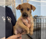 Small Photo #4 Chihuahua-Unknown Mix Puppy For Sale in Lakewood, CO, USA