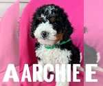 Puppy ARCHIE Bernedoodle (Miniature)
