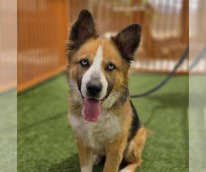 Siberian Husky-Unknown Mix Dogs for adoption in Las Vegas, NV, USA