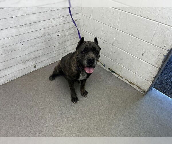 Medium Photo #1 Mutt Puppy For Sale in San Bernardino, CA, USA