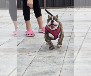 American Bully Puppy for sale in NORTH PORT, FL, USA