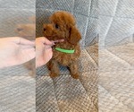 Small #3 Poodle (Toy)