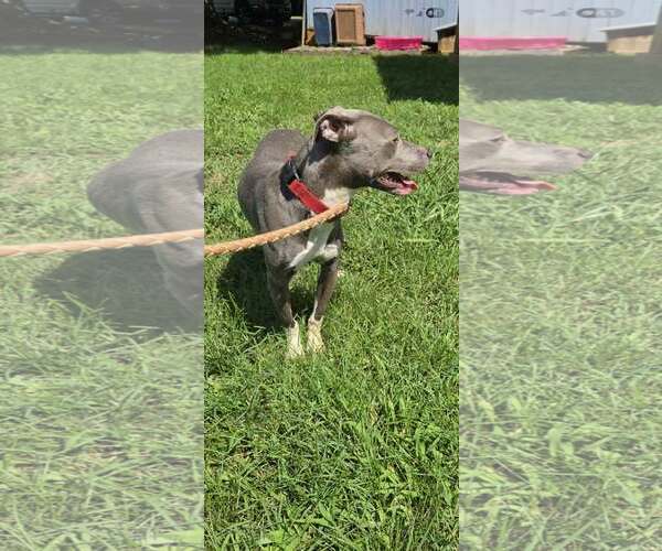 Medium Photo #6 Mutt Puppy For Sale in Rustburg, VA, USA