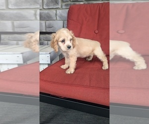 Cocker Spaniel Puppy for sale in GOSHEN, IN, USA