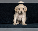 Puppy 3 Morkie-Poodle (Miniature) Mix