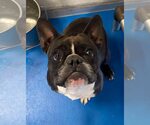 Small French Bulldog Mix