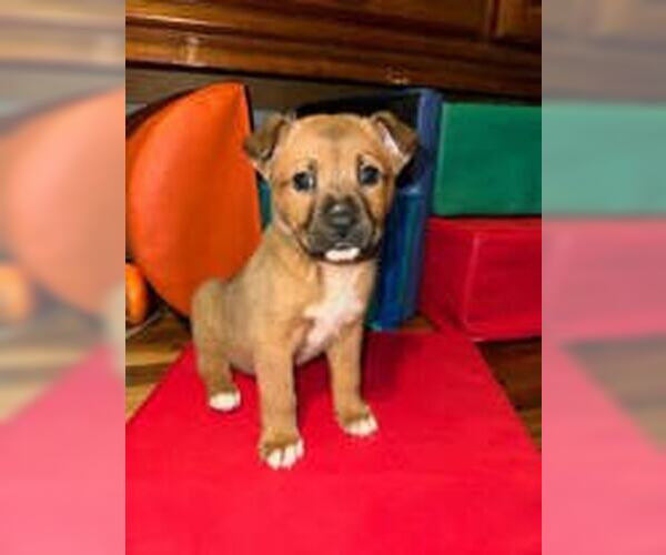 Medium Photo #1 Mutt Puppy For Sale in Prattville, AL, USA