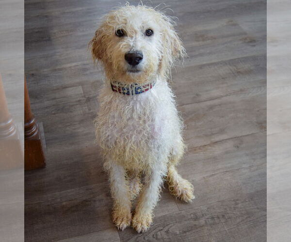 Medium Photo #5 Mutt Puppy For Sale in Huntley, IL, USA