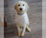 Small #4 Mutt