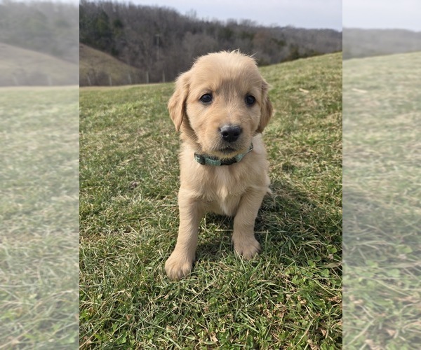 Medium Photo #1 Golden Retriever Puppy For Sale in WILLIAMSTOWN, KY, USA