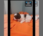 Zeus - Male Poodle (Toy)-Zuchon Mix Puppy for Sale - Photo #2