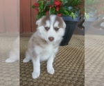 Small Photo #2 Pomsky Puppy For Sale in PEMBROKE, KY, USA