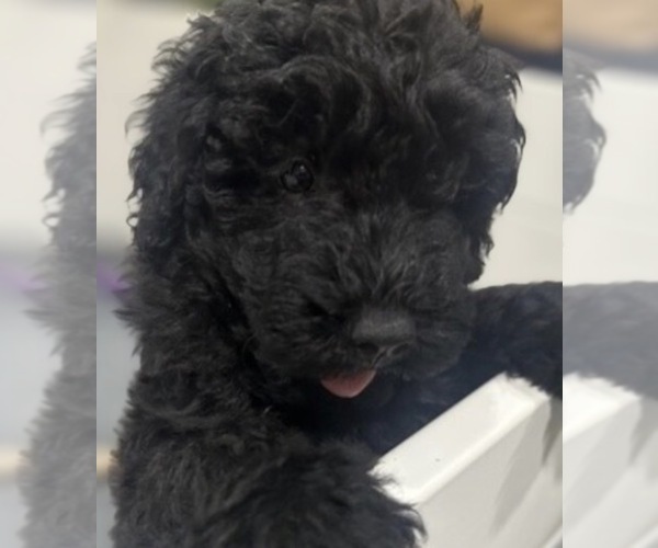 Medium Photo #2 Puli Puppy For Sale in MIDDLETOWN, VA, USA