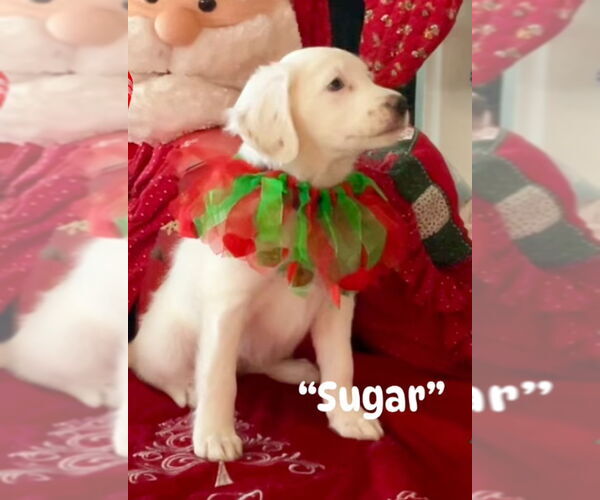 Medium Photo #1 Border-Aussie Puppy For Sale in San Diego, CA, USA