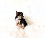 Small #7 Chihuahua