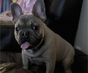 French Bulldog Puppy for sale in SAN TAN VALLEY, AZ, USA