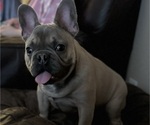 Small Photo #1 French Bulldog Puppy For Sale in SAN TAN VALLEY, AZ, USA