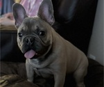 Small French Bulldog