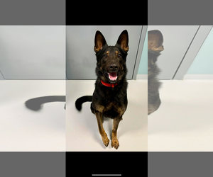 German Shepherd Dog Dogs for adoption in columbia, SC, USA