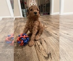 Small Photo #3 Goldendoodle Puppy For Sale in MANASSAS PARK, VA, USA