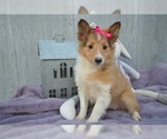 Small Photo #3 Shetland Sheepdog Puppy For Sale in HONEY BROOK, PA, USA