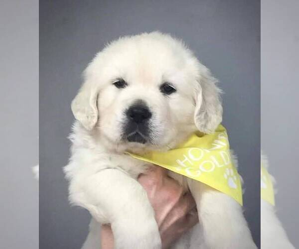 Medium Photo #1 Golden Retriever Puppy For Sale in SANTA ANA, CA, USA
