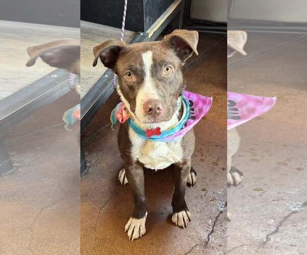 Medium Photo #7 Labrador Retriever-Staffordshire Bull Terrier Mix Puppy For Sale in Cave Creek, AZ, USA