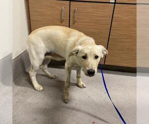 German Shepherd Dog-Siberian Husky Mix Dogs for adoption in Modesto, CA, USA