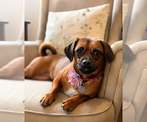 Peagle Dogs for adoption in Oakhurst, NJ, USA