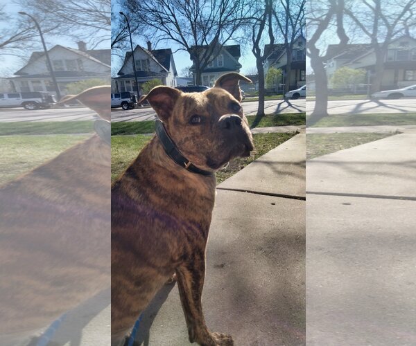 Medium Photo #2 American Staffordshire Terrier-Boxer Mix Puppy For Sale in Minneapolis, MN, USA