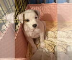 Small #1 Mutt