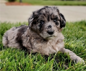 Aussiedoodle Puppy for sale in CLEVELAND, TN, USA
