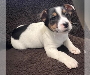 Jack Russell Terrier Puppy for sale in SILVER CREEK, NY, USA