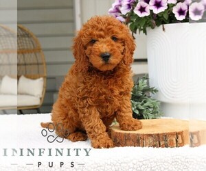 Goldendoodle (Miniature) Puppy for sale in NARVON, PA, USA