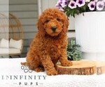 Small Goldendoodle (Miniature)
