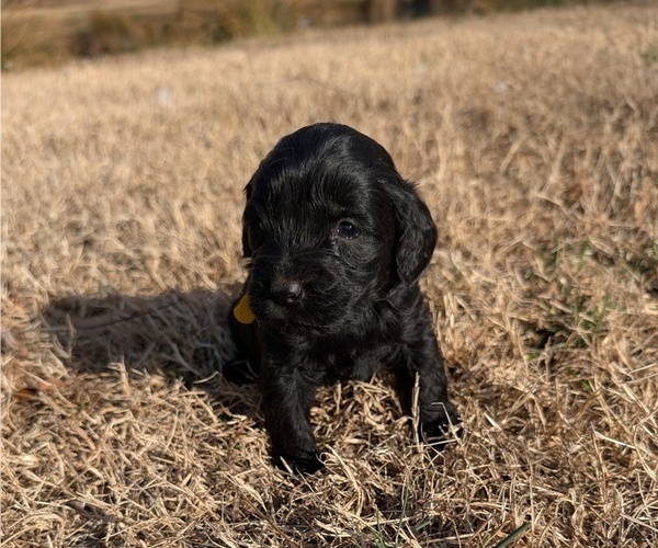 Medium Photo #34 Boykin Spaniel-Goldendoodle Mix Puppy For Sale in MORGANTON, NC, USA