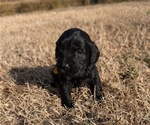 Small Photo #34 Boykin Spaniel-Goldendoodle Mix Puppy For Sale in MORGANTON, NC, USA