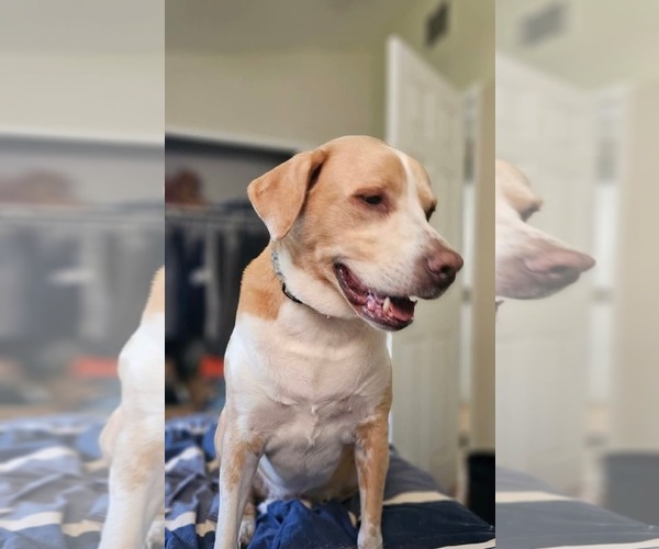 Medium Photo #2 Labrador Retriever-Unknown Mix Puppy For Sale in Germantown, OH, USA