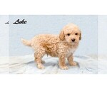 Puppy Luke Poodle (Miniature)