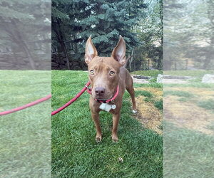 Goldie - Female Mutt Dog for Adoption - Photo #3